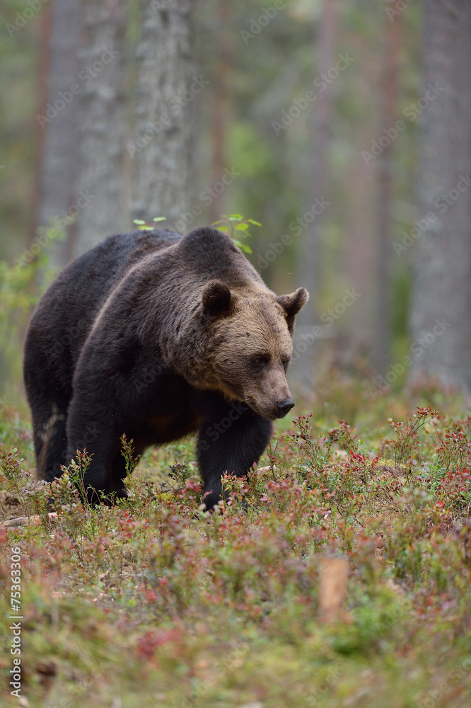Brown bear walking in the forest Brown bear walking in the forest