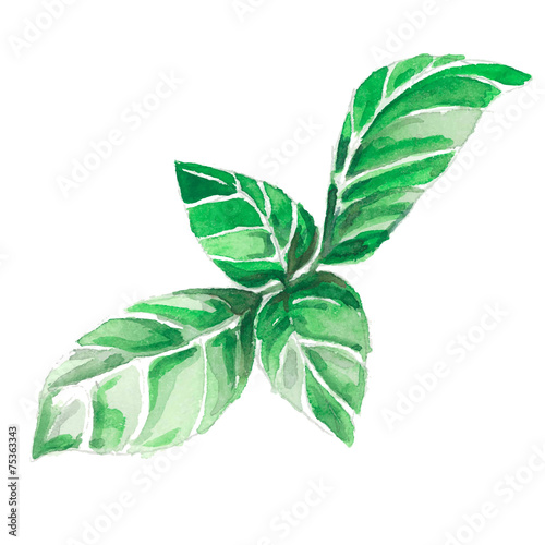 watercolor illustration of young plant