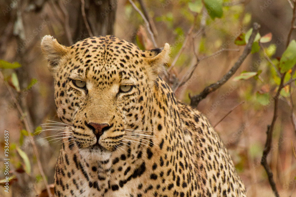 Obraz premium Leopard - South Africa