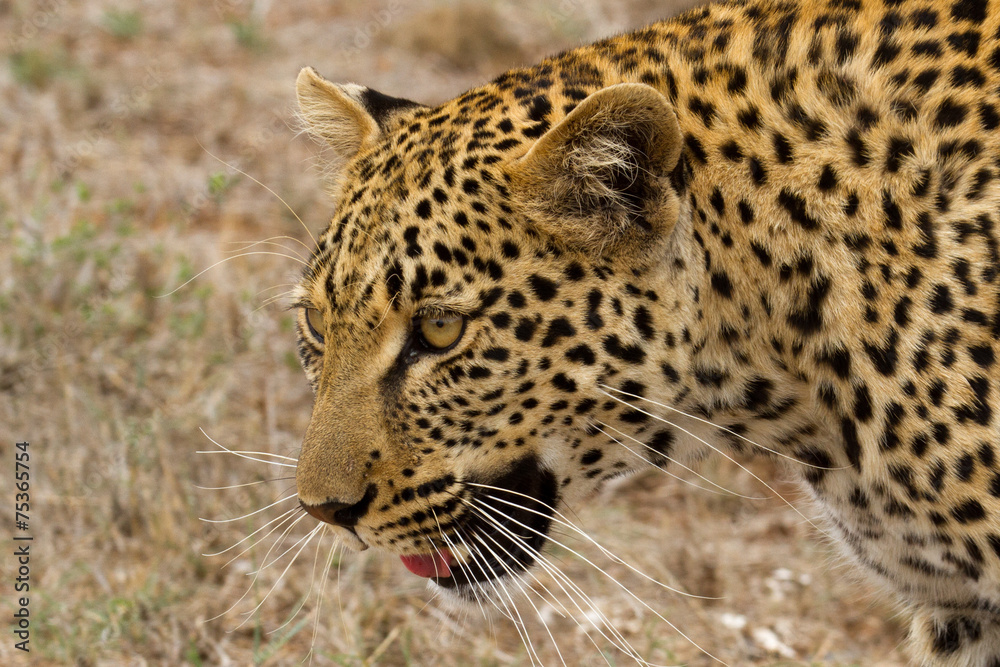 Leopard - South Africa Leopard - South Africa