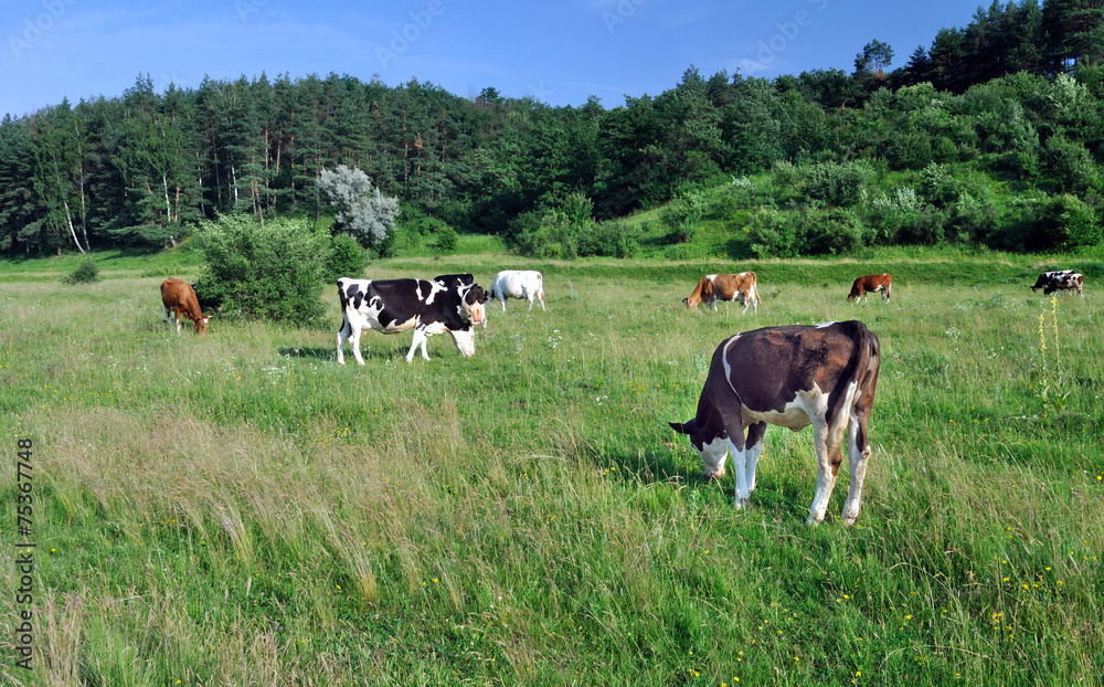 Obraz premium cows grazing