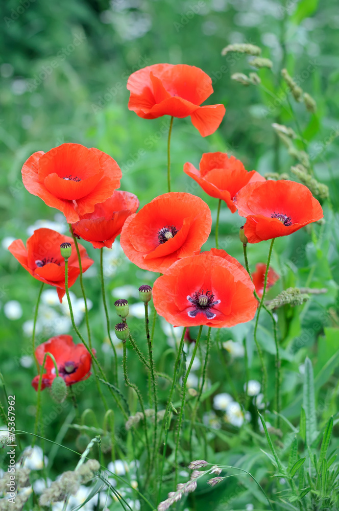 Fototapeta premium czerwone maki