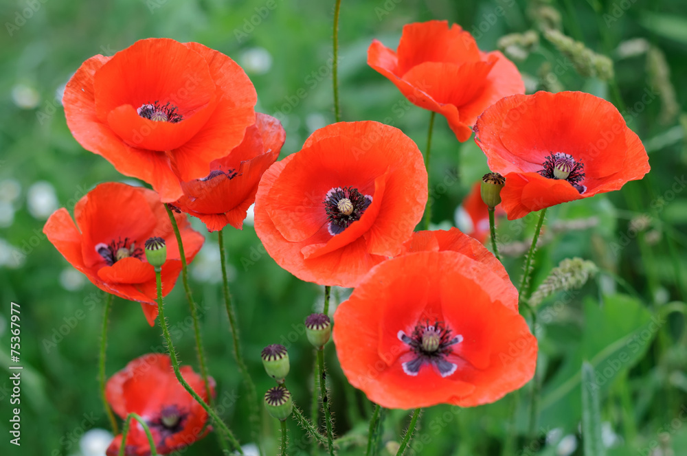 Naklejka premium red poppies