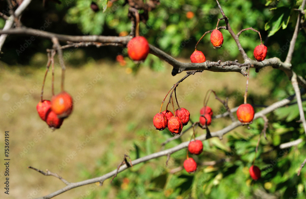 hawthorn berries