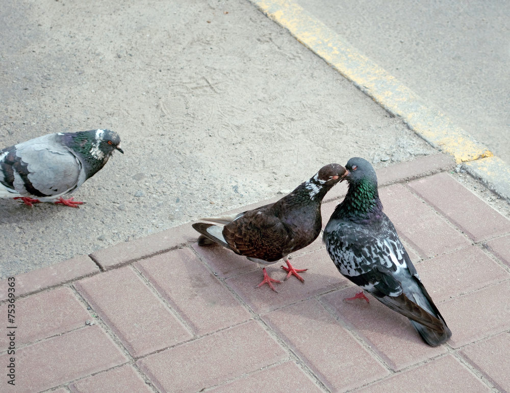 Fototapeta premium kissing pigeons