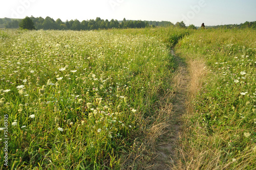 path in the grass field