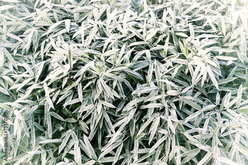 Frozen bamboo leaves background