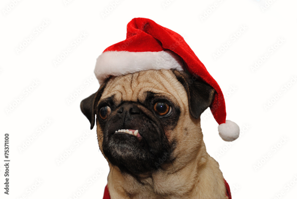 Funny Faced Pug Wearing a Santa Hat Over White