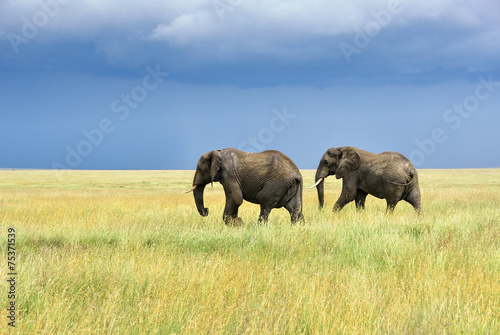 Canvas Print African elephants