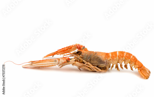 shrimp with pincers