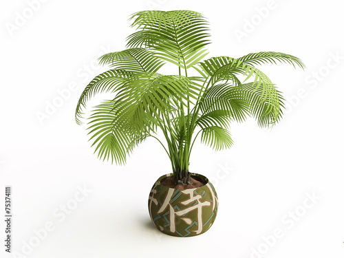 Palm Tree in a Ceramic Flower Pot