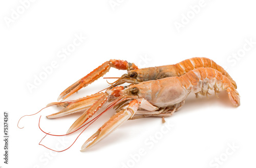shrimp with pincers isolated