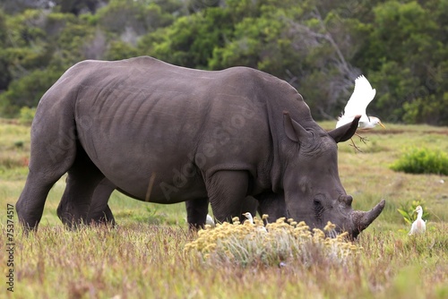 White Rhino and Egrets