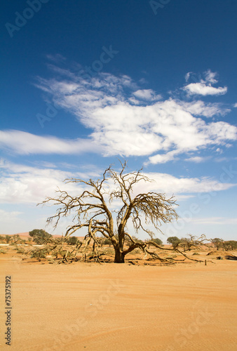 Dead tree in the Sossusvlei desert, Namibia