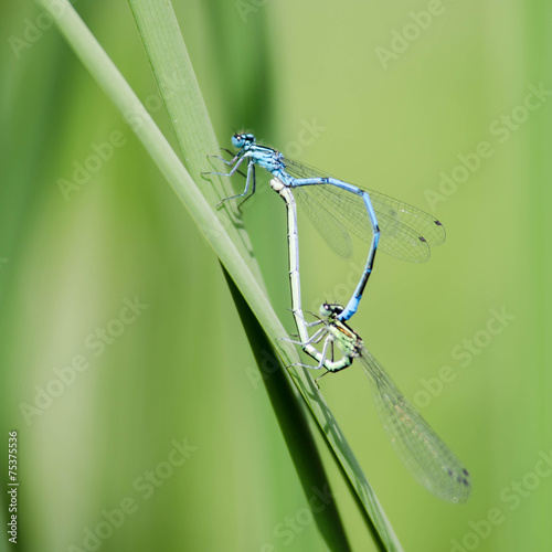 two dragonfly
