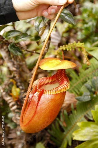 Pitcher plant photo