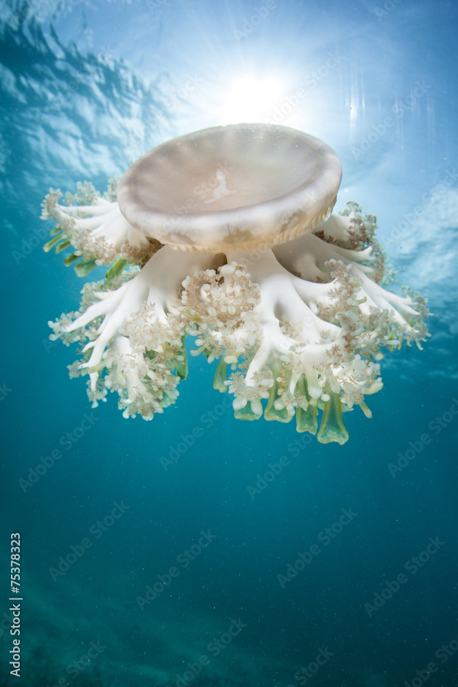 Fototapeta premium Cassiopea Jellyfish and Sunlight