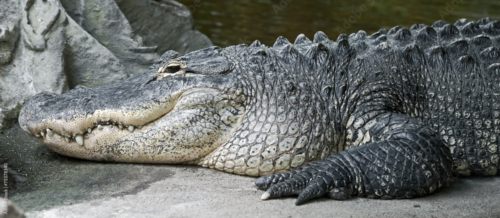 Naklejka premium Mississippi alligator