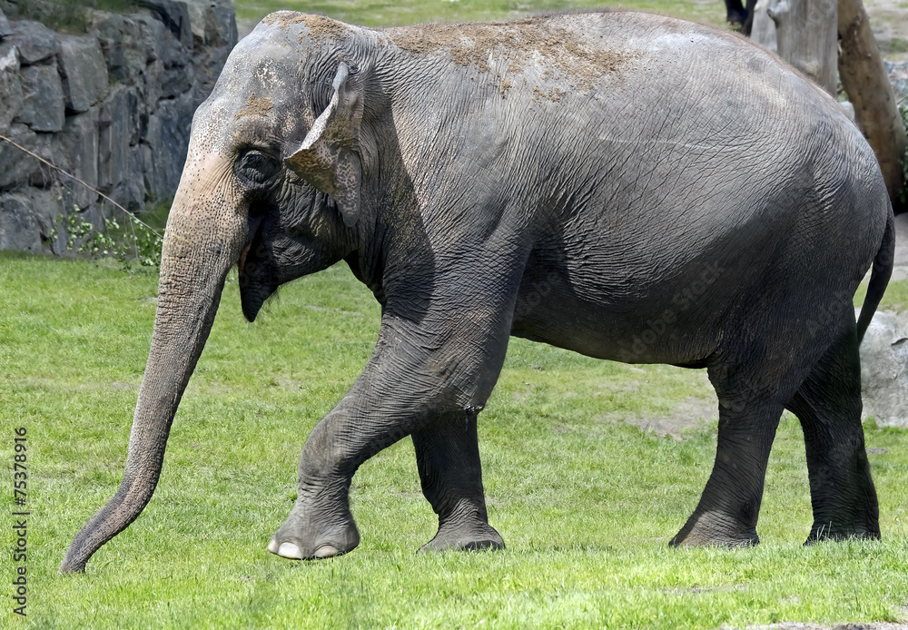 Fototapeta premium African elephant