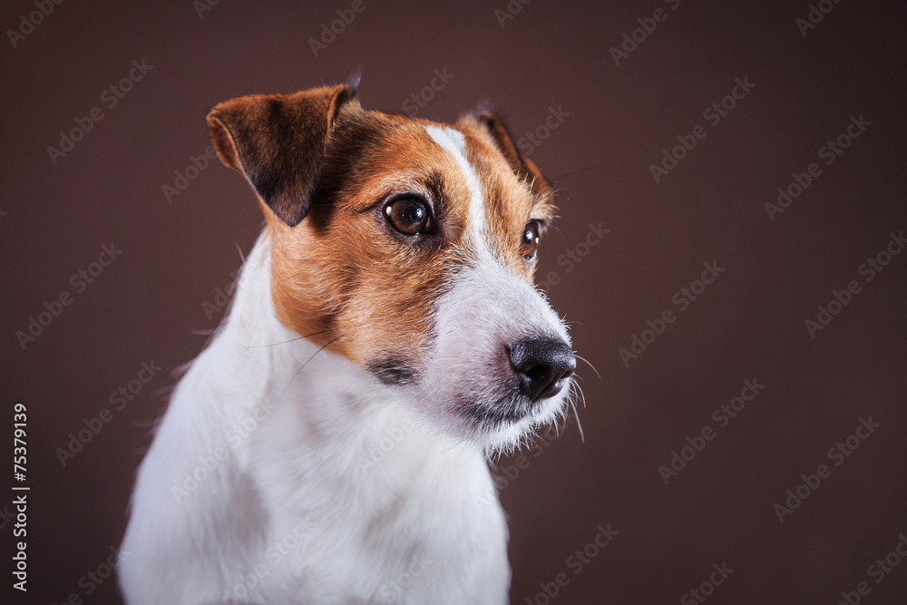 Jack Russell dog Jack Russell dog