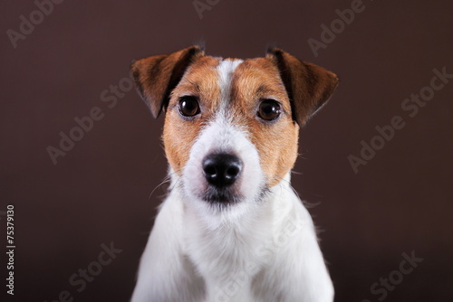 Jack Russell dog © Anna Averianova