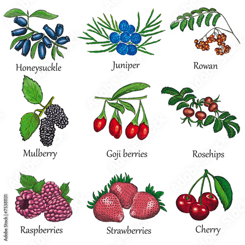 berries set