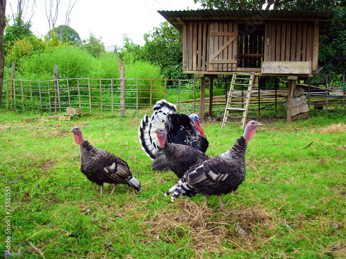 Turkeys on the farm