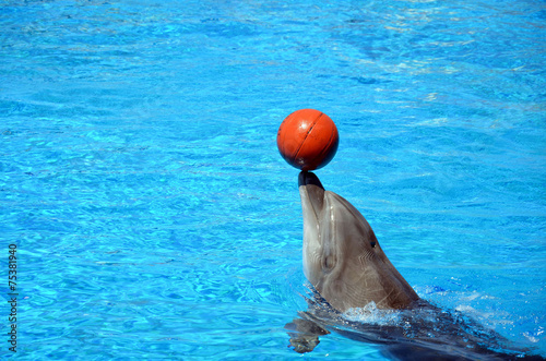 Dolphin plays with a ball