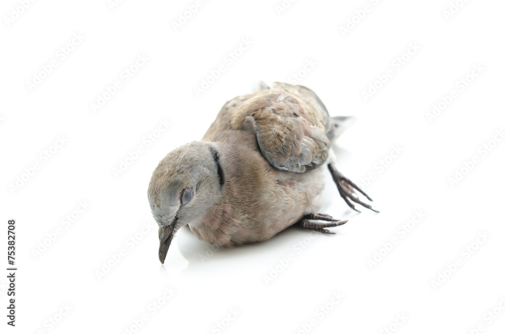 Close up of dead bird