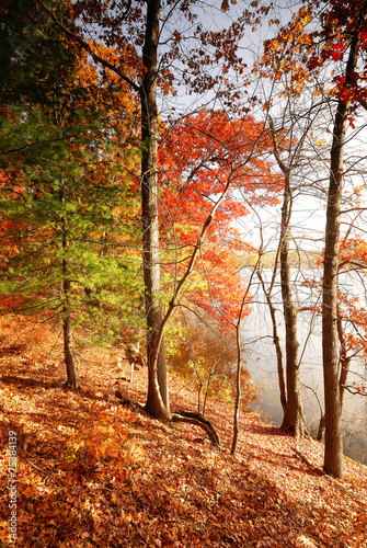 Fall Woodland Colours