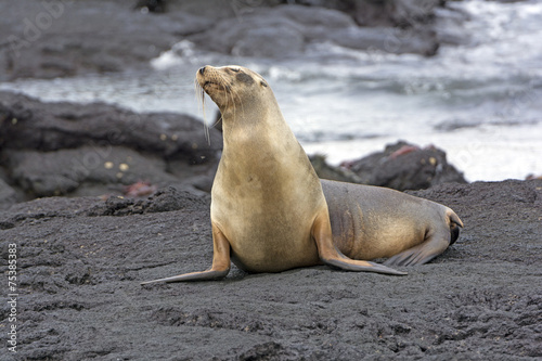 Galapagos Sea LIon on a Lava Bed