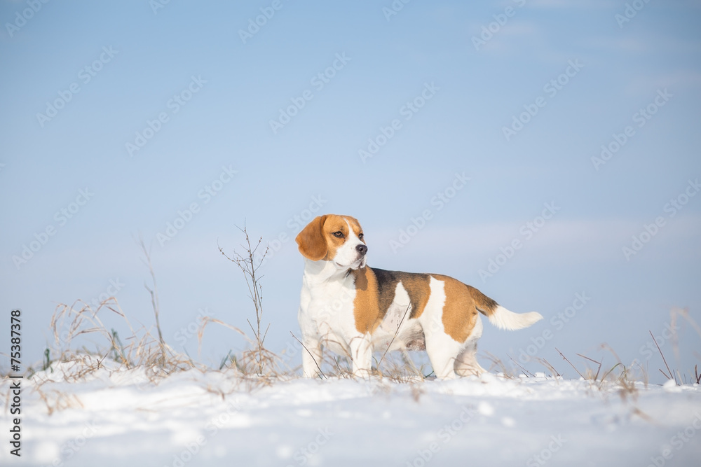 Beagle dog in winter field