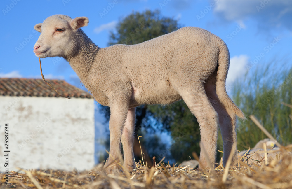 Obraz premium Lamb on dehesa landscape