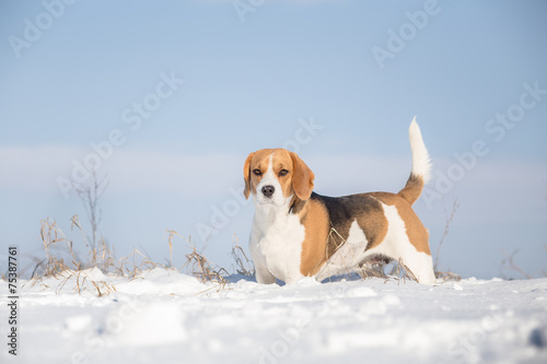 Beagle dog looking alert with tail up