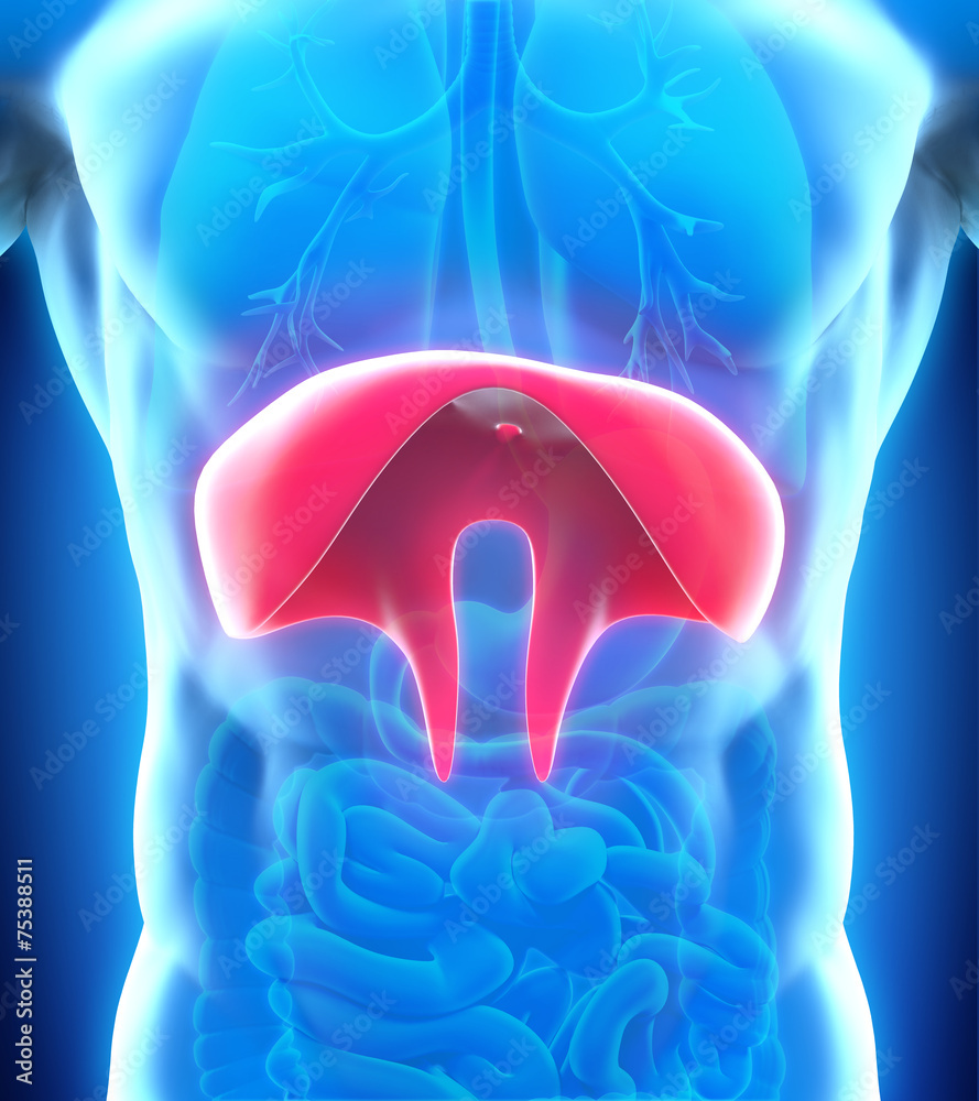 Human Diaphragm Anatomy Stock Illustration Biology Diagrams