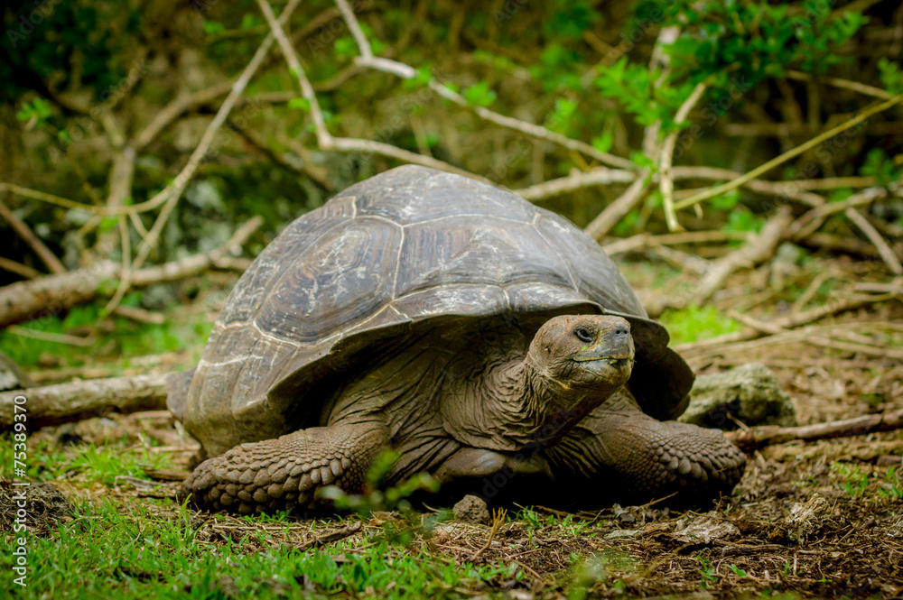 Obraz premium galapagos turtle in floreana island