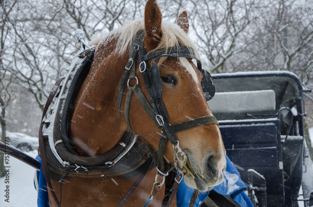 Fototapeta premium Horse in blizzard