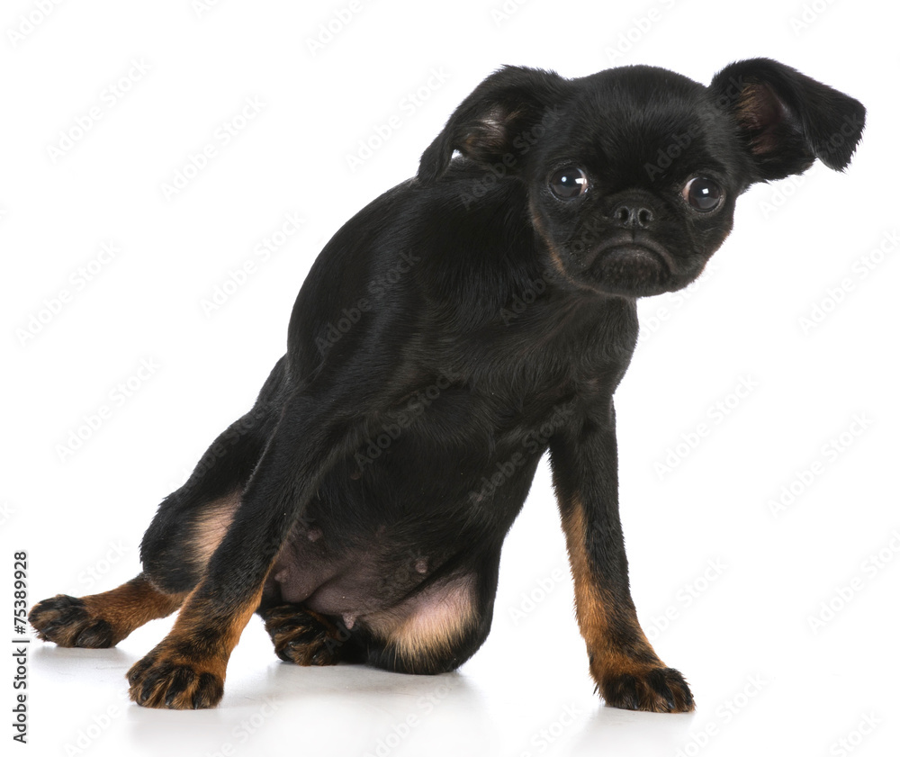 cute puppy cute puppy