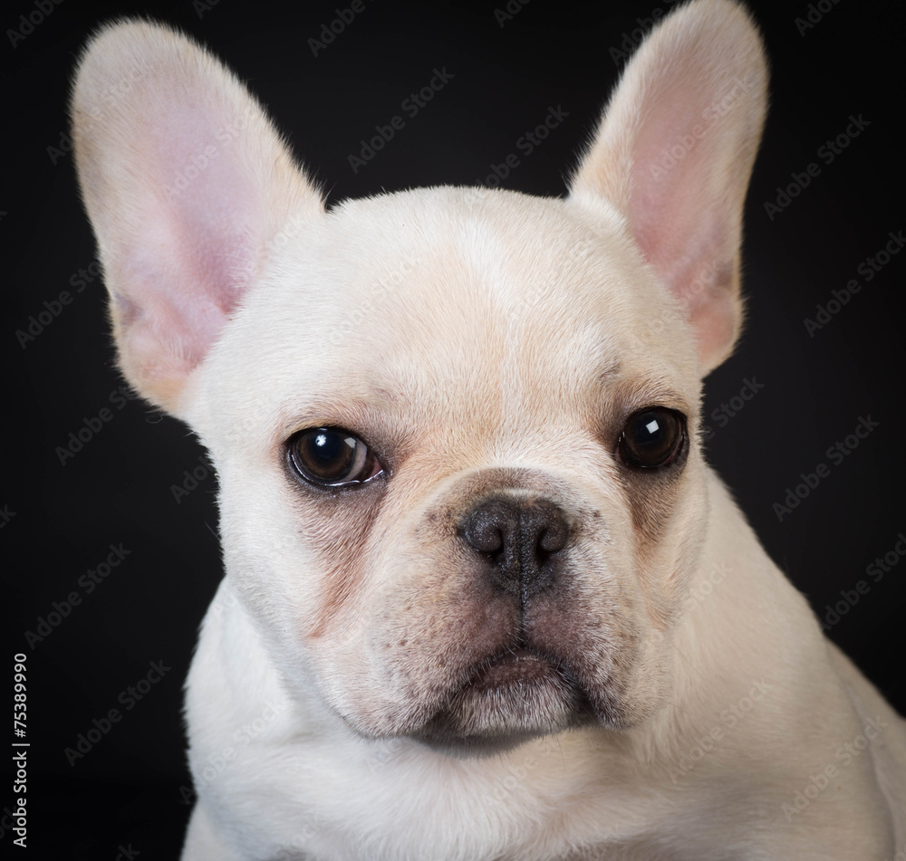 french bulldog puppy