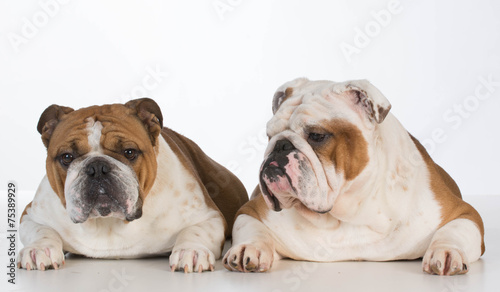 two english bulldogs