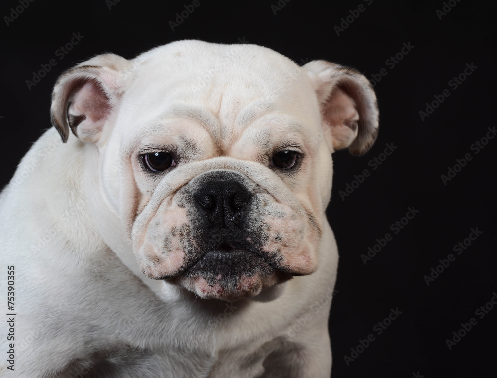 english bulldog puppy