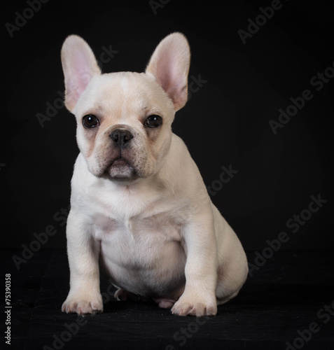 french bulldog puppy © Willee Cole