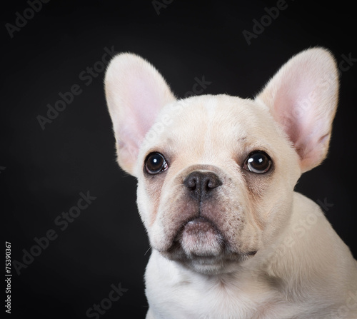 french bulldog puppy © Willee Cole