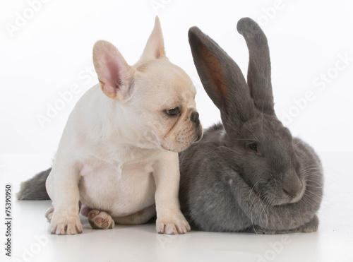 bunny and dog © Willee Cole