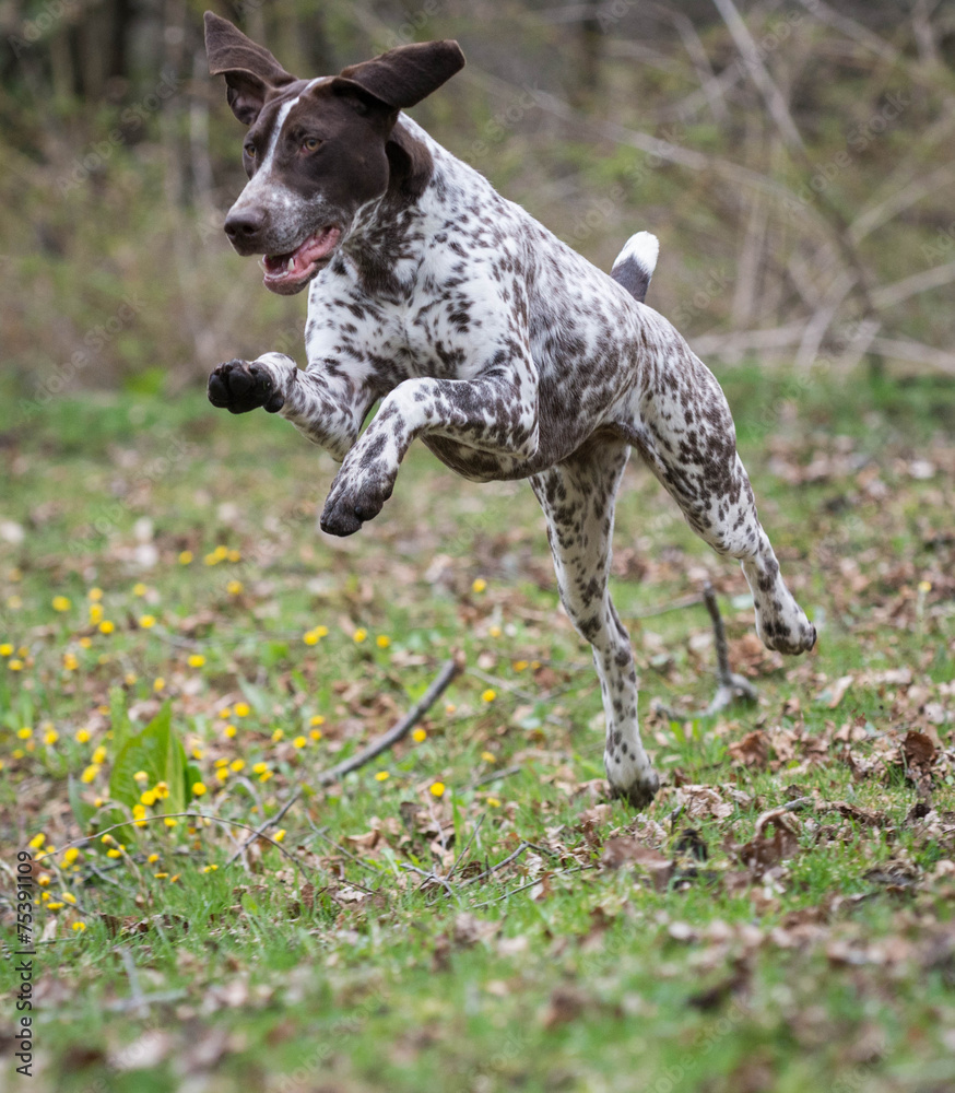 german shorthaired pointer