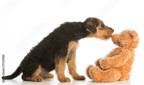 Foto cute puppy