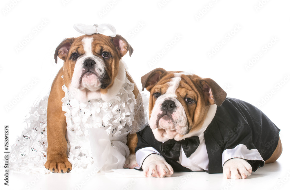 dog bride and groom