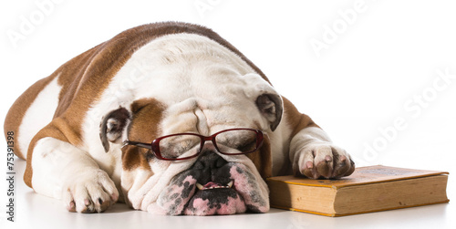 Photography smart dog