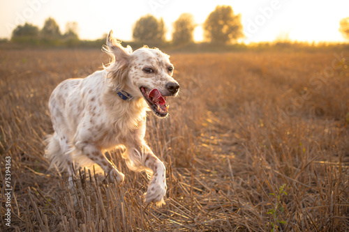 Happy Dog Running Through A Meadow
