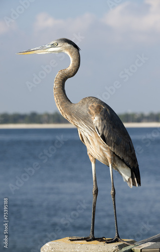 Grey Blue Heron Ardea herodias Florida USA